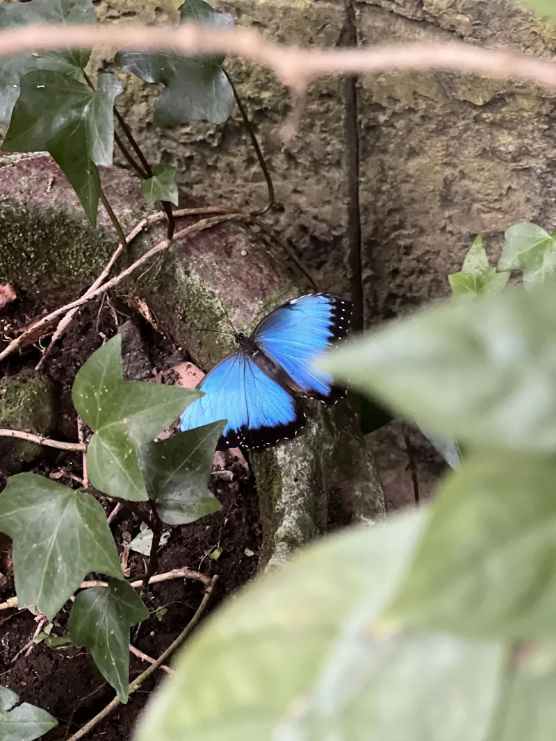 A blue morpho butterfly resting on leaves at the Butterfly Conservatory in El Castillo, Costa Rica