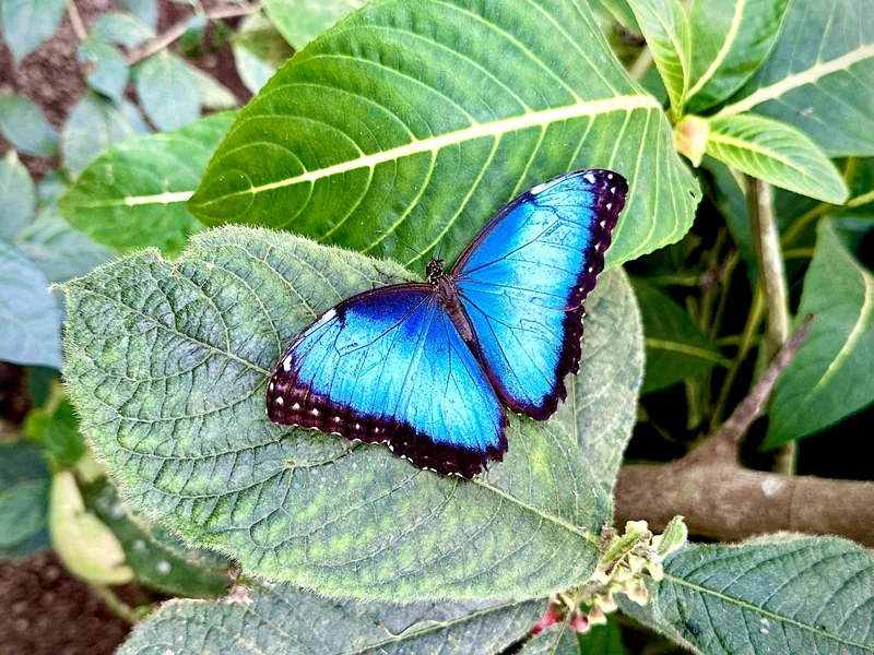 A blue morpho with its wings open. The blue is structural, not pigment — which is why it flashes on and off in flight.
