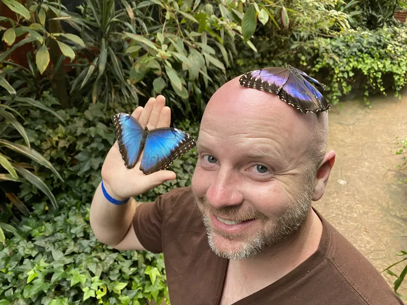 A blue morpho butterfly resting on a visitor's hand at the Butterfly Conservatory near La Fortuna