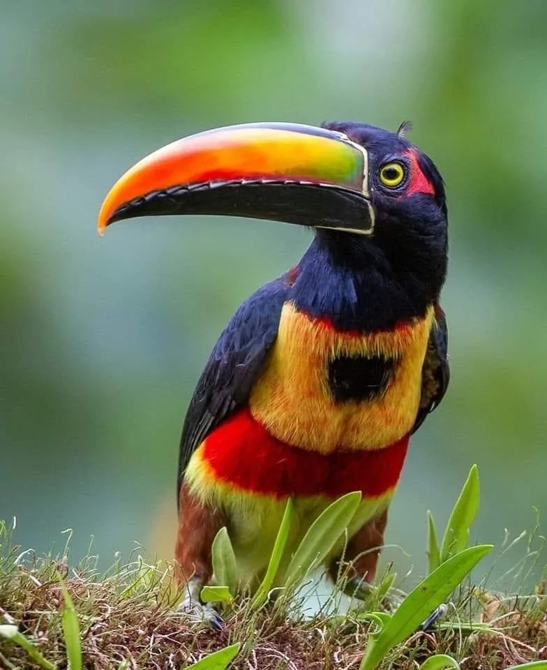 Wildlife