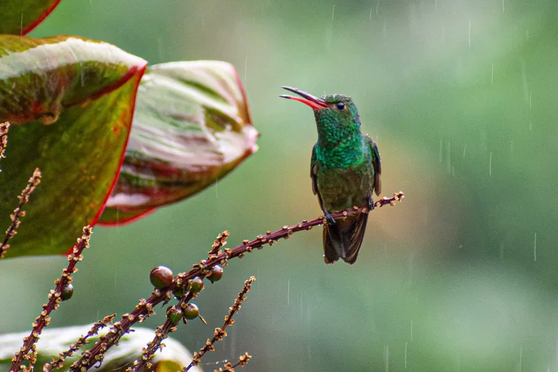 Wildlife in La Fortuna: Sloths, Toucans and Frogs