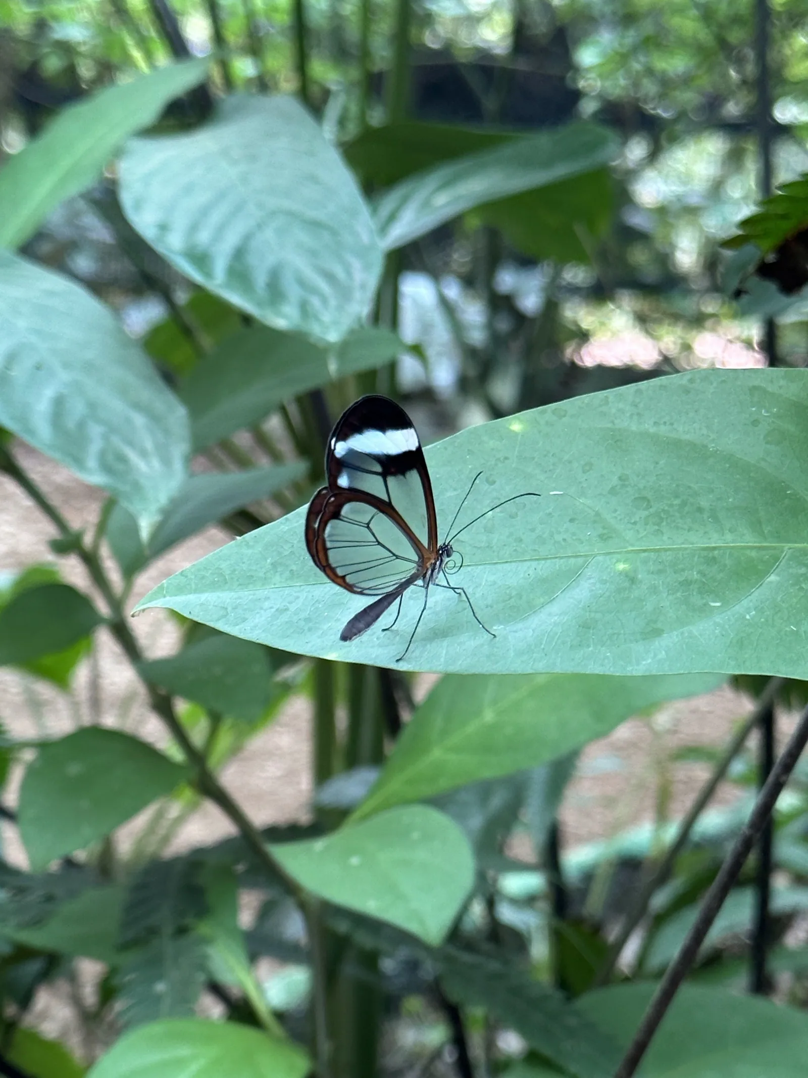 A glasswing butterfly (Greta oto) with transparent wings on a leaf at the Butterfly Conservatory, El Castillo, Costa Rica