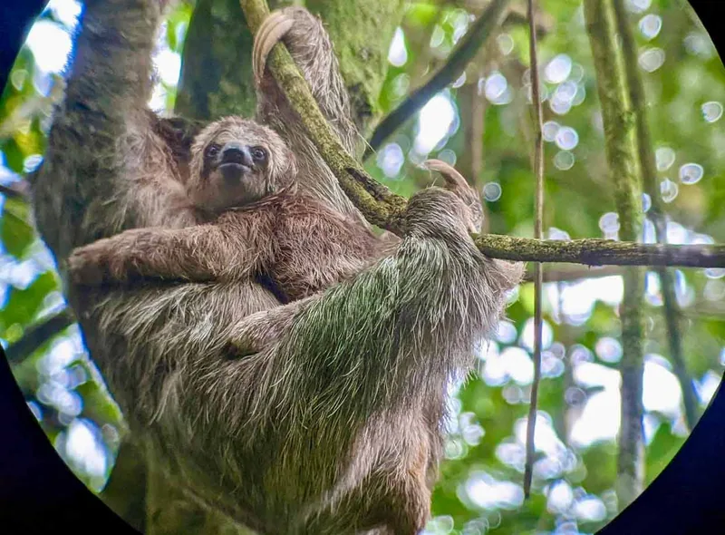 Sloths in La Fortuna