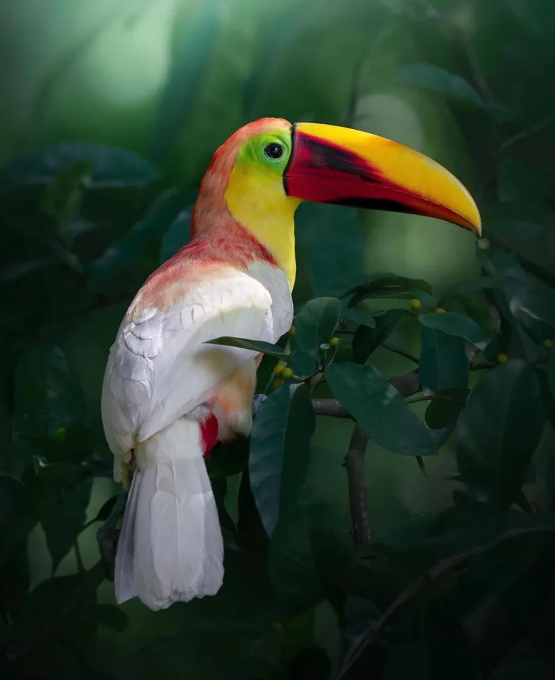 Wildlife