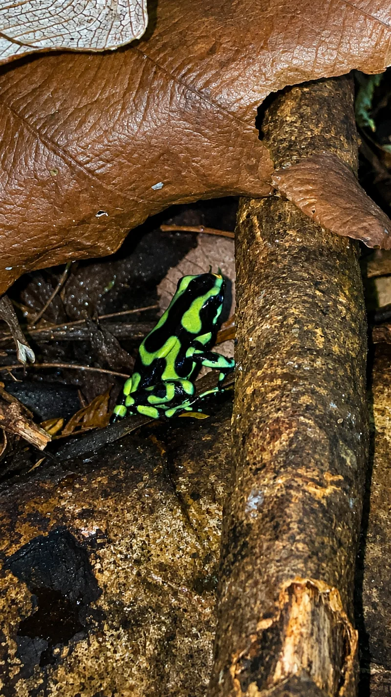 Wildlife