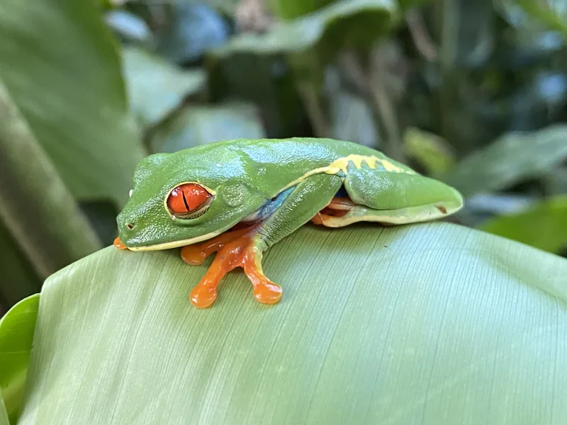 Wildlife