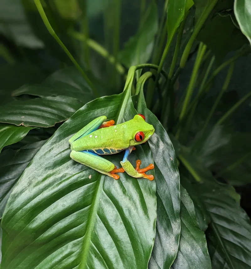 A red-eyed tree frog on a heliconia leaf. Found on a night walk, not by daylight.