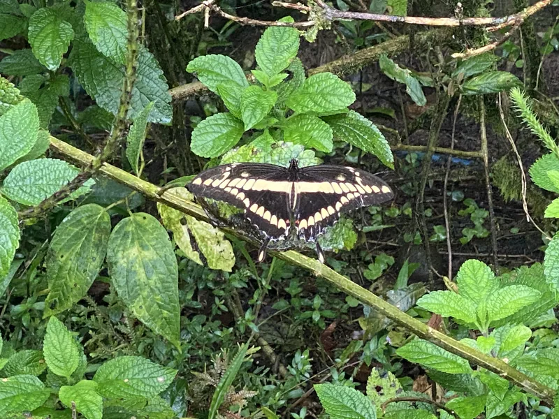 A thoas or giant swallowtail. The two species are famously difficult to separate without a close look at the wing undersides.