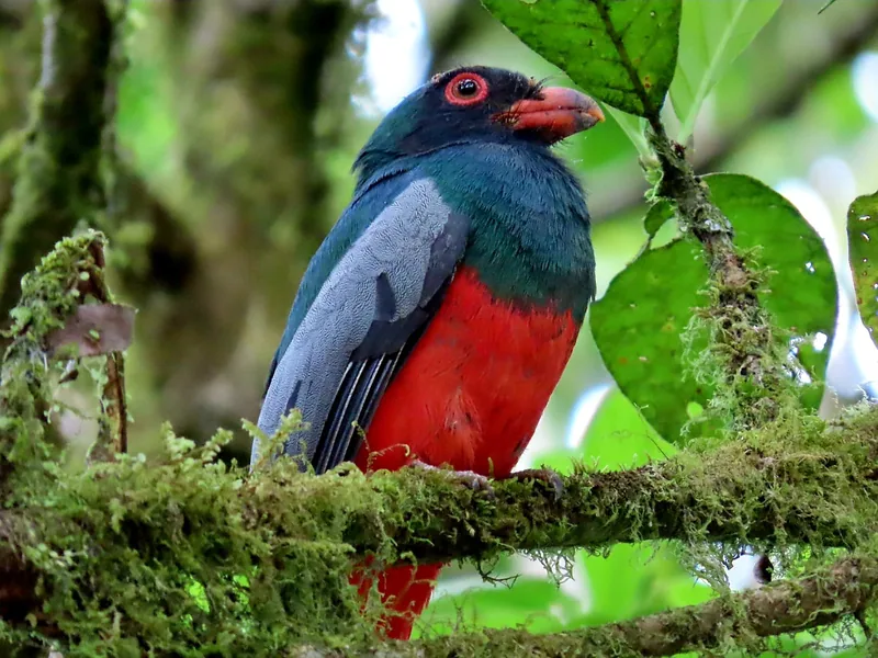 Wildlife