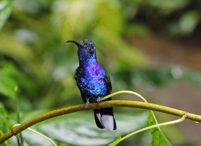 Wildlife